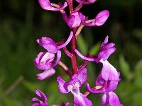 Orchis langei 5, Saxifraga-Hans Dekker