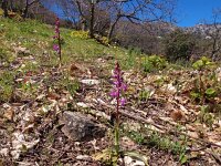 Orchis langei 8, Saxifraga-Hans Dekker