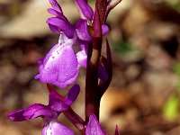 Orchis langei 9, Saxifraga-Hans Dekker