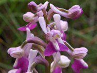 Orchis longicornu 11, Saxifraga-Hans Dekker