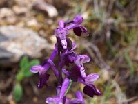 Orchis longicornu 13, Saxifraga-Hans Dekker