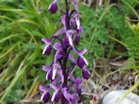 Orchis longicornu 17, Saxifraga-Hans Dekker