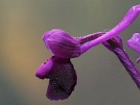 Orchis longicornu 18, Saxifraga-Hans Dekker