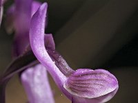 Orchis longicornu 19, Saxifraga-Hans Dekker