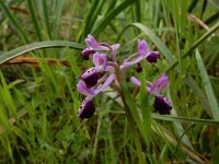 Orchis longicornu 20, Saxifraga-Peter Meininger