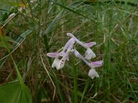 Orchis longicornu 22, Saxifraga-Peter Meininger