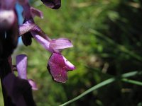 Orchis longicornu 4, Saxifraga-Kees Laarhoven : voorjaar 2010