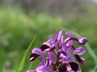Orchis longicornu 9, Saxifraga-Jeroen Willemsen
