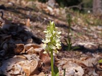 Orchis markusii 2, Saxifraga-Hans Dekker