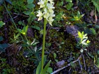 Orchis markusii 6, Saxifraga-Hans Dekker