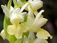 Orchis markusii 8, Saxifraga-Hans Dekker