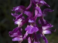 Orchis mascula, Early Purple Orchid