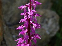 Orchis mascula 71, Mannetjesorchis, Saxifraga-Harry Jans