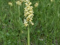 Orchis pallens 23, Saxifraga-Luuk Vermeer