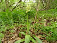 Orchis pallens 29, Saxifraga-Hans Grotenhuis