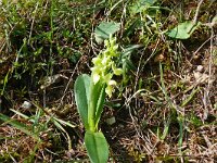 Orchis pallens 31, Saxifraga-Hans Grotenhuis