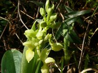 Orchis pallens 32, Saxifraga-Hans Grotenhuis