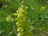 Orchis pallens 36, Saxifraga-Hans Grotenhuis