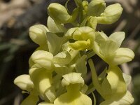 Orchis pallens 5, Saxifraga-Jan van der Straaten