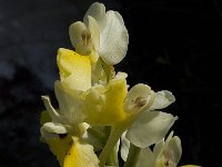 Orchis pauciflora