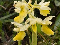 Orchis pauciflora 36, Saxifraga-Harry Jans