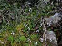 Orchis sezikiana 3, Saxifraga-Ed Stikvoort