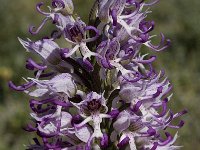 Orchis simia, Monkey Orchid