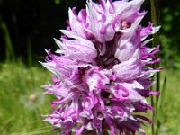 Orchis simia 17, Aapjesorchis, Saxifraga-Rutger Barendse