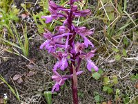 Orchis sitiaca 2, Saxifraga-Harry Jans