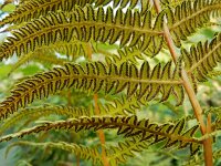 Oreopteris limbosperma 10, Stippelvaren, Saxifraga-Ed Stikvoort