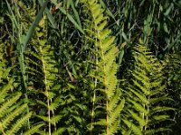 Oreopteris limbosperma 11, Stippelvaren, Saxifraga-Ed Stikvoort