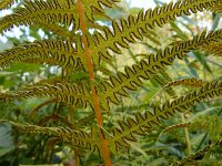 Oreopteris limbosperma 12, Stippelvaren, Saxifraga-Ed Stikvoort