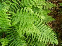 Oreopteris limbosperma 4, Stippelvaren, Saxifraga-Rutger Barendse