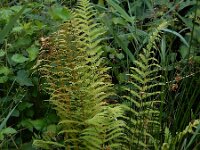 Oreopteris limbosperma 9, Stippelvaren, Saxifraga-Ed Stikvoort