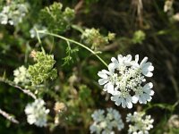 Orlaya grandiflora 1, Straalscherm, Saxifraga-Dirk Hilbers