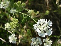 Orlaya grandiflora 12, Straalscherm, Saxifraga-Dirk Hilbers