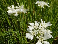 Orlaya grandiflora 23, Straalscherm, Saxifraga-Ed Stikvoort