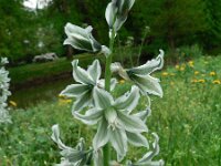 Ornithogalum boucheanum 2, Saxifraga-Jan Willem Jongepier