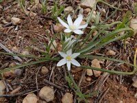 Ornithogalum orthophyllum 11, Saxifraga-Ed Stikvoort : Ribeira Quarteira