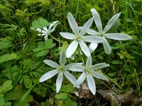 Ornithogalum orthophyllum 12, Saxifraga-Ed Stikvoort : Ribeira Quarteira s9900