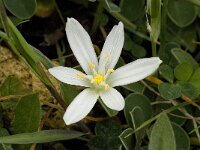 Ornithogalum orthophyllum ssp baeticum 4, Saxifraga-Willem van Kruijsbergen