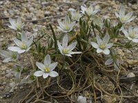 Ornithogalum orthophyllum ssp baeticum 5, Saxifraga-Willem van Kruijsbergen