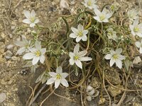 Ornithogalum orthophyllum ssp baeticum 7, Saxifraga-Jan van der Straaten
