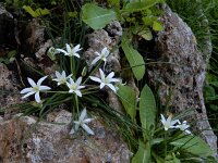 Ornithogalum pedicellare 2, Saxifraga-Ed Stikvoort