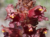 Orobanche hederae 1, Klimopbremraap, Saxifraga-Rutger Barendse