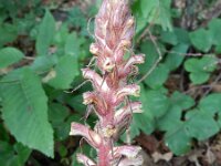 Orobanche hederae 13, Klimopbremraap, Saxifraga-Rutger Barendse