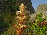 Orobanche hederae 26, Klimopbremraap, Saxifraga-Hans Grotenhuis