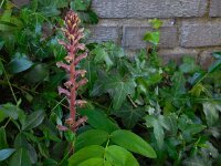 Orobanche hederae 5, Klimopbremraap, Saxifraga-Ed Stikvoort