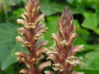 Orobanche hederae 6, Klimopbremraap, Saxifraga-Ed Stikvoort