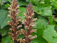 Orobanche hederae 7, Klimopbremraap, Saxifraga-Ed Stikvoort